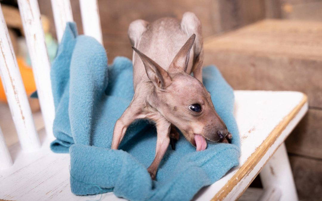 Heartbreaking Loss: Our Little Wallaby Roo Has Passed 💔
