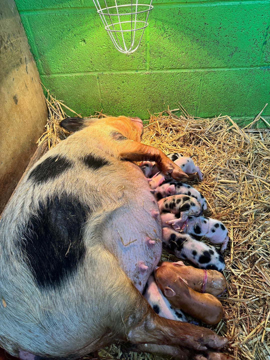 Snoopy gave birth to 10 piglets | Monk Park Farm