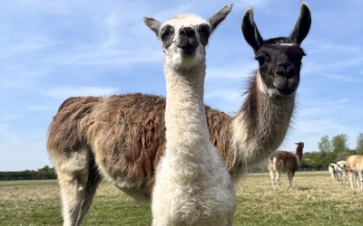 Exciting New Arrival at the Farm! 🦙💙