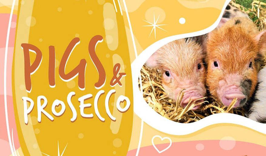 Pigs & Prosecco - Fancy Date Night at Monk Park Farm