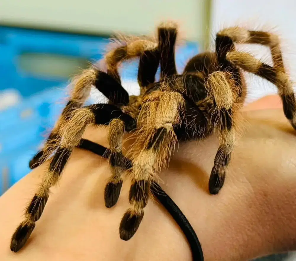 Audrey the Tarantula