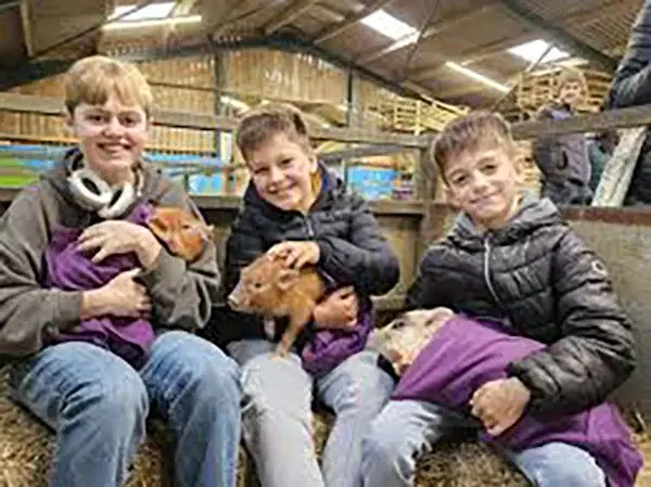 Boys Snuggling Pigs Herdwick Sheep SQ