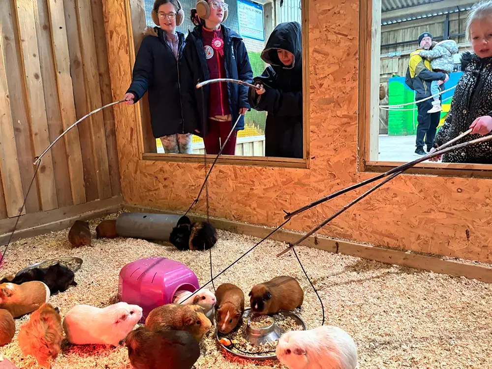 Guinea Pig Fishing