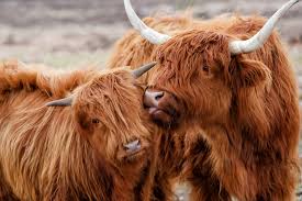 Highland Cows Together