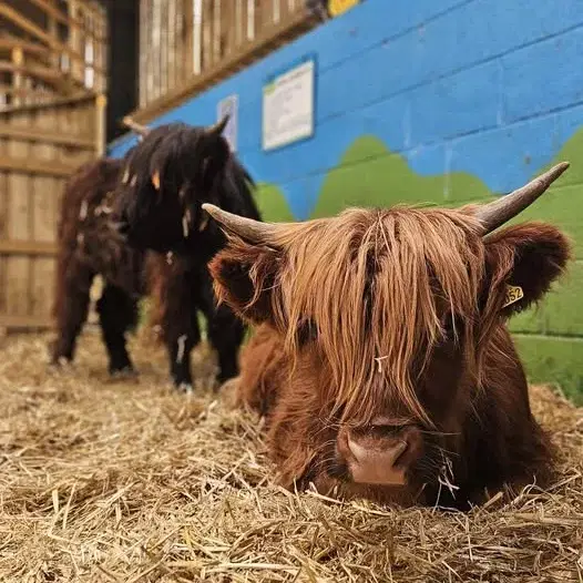 Highland Cows in the Barn