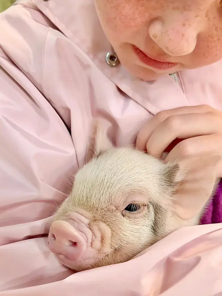 Micro Pigs 1