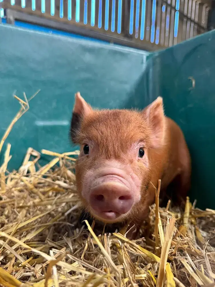 Micro Pigs 2