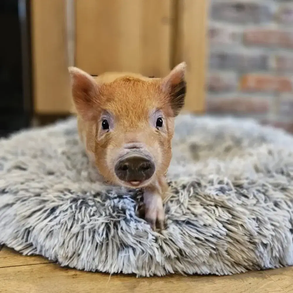 Micro Pigs 3