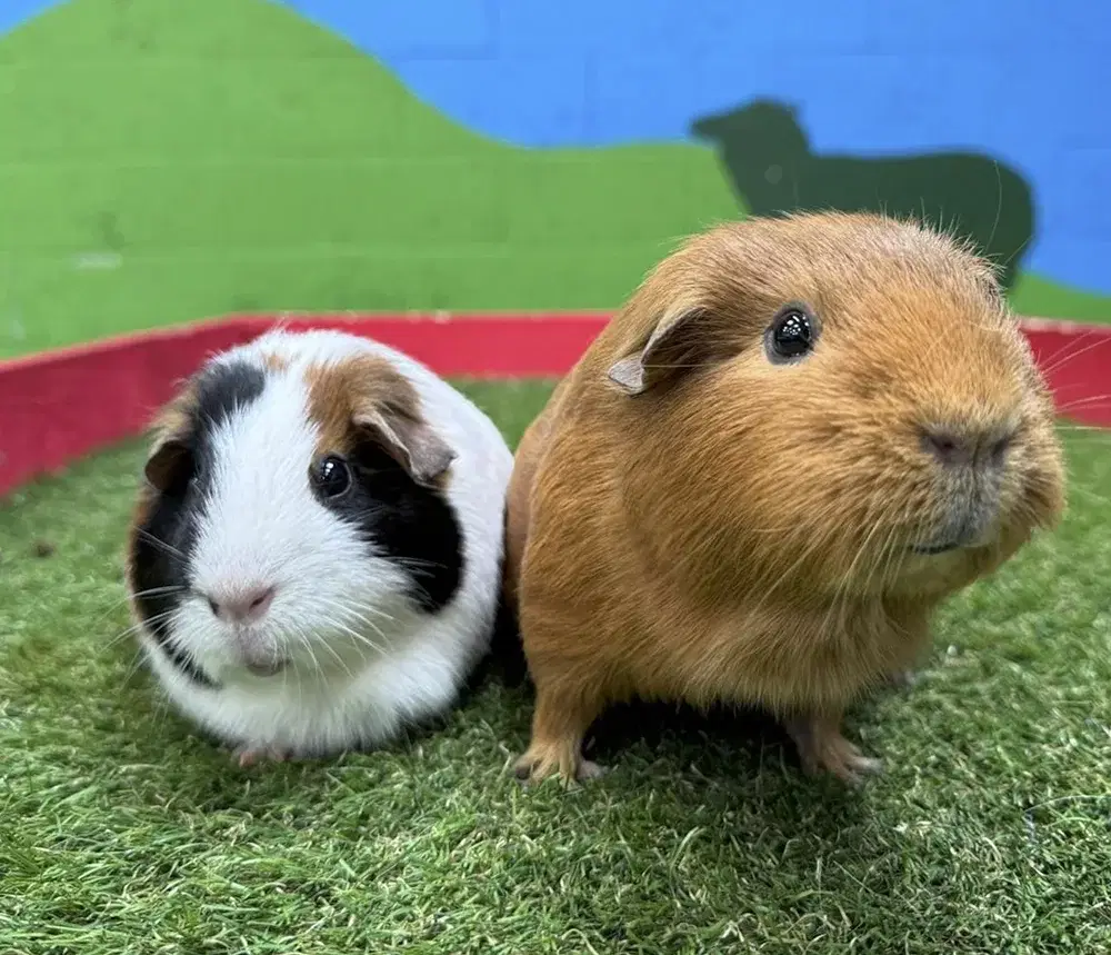 Pair of Guinea Pigs at Monk Park Farm