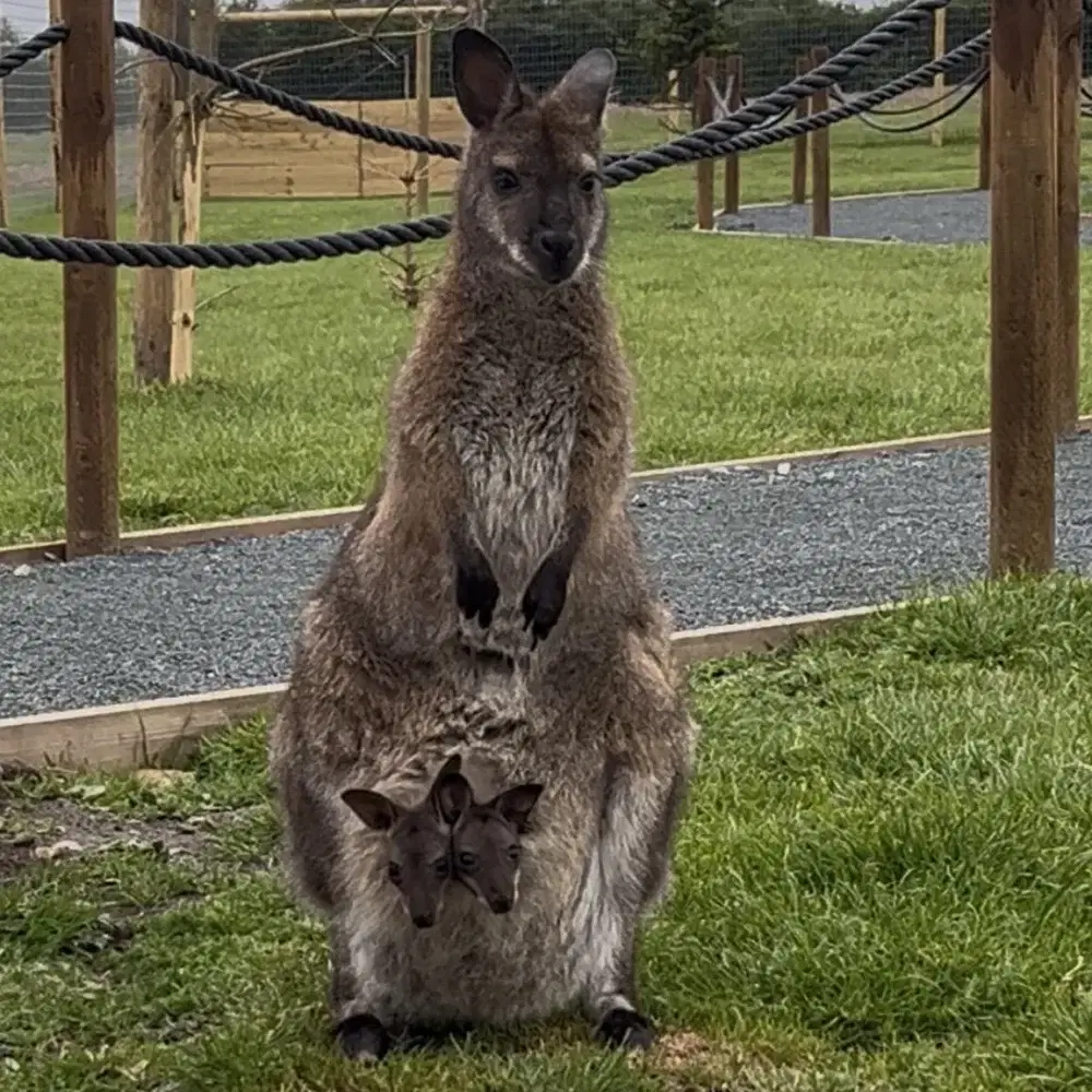 Pouch Share