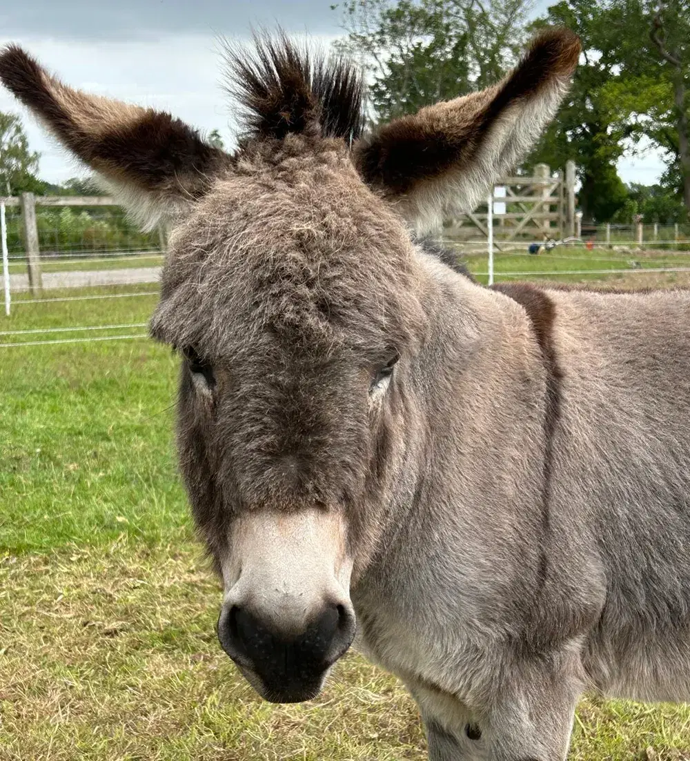 Bertie