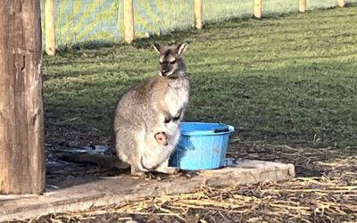 A Bittersweet Moment on the Farm 💛