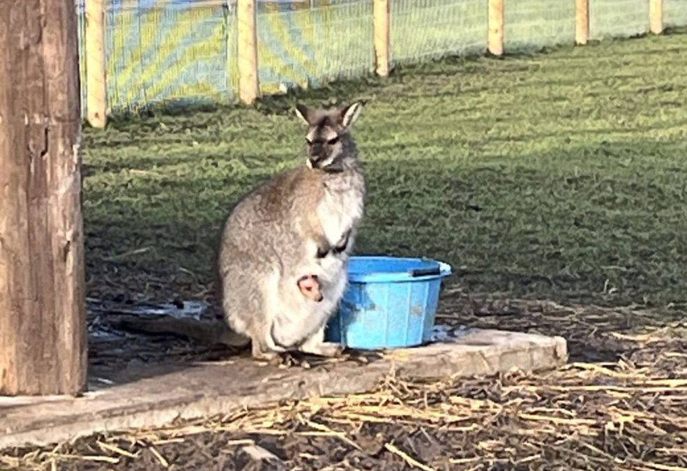 A Bittersweet Moment on the Farm 💛