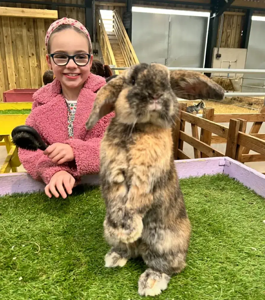 Small Animal Handling Rabbit