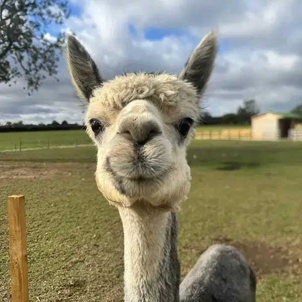 Alpaca Experience Pig Experience