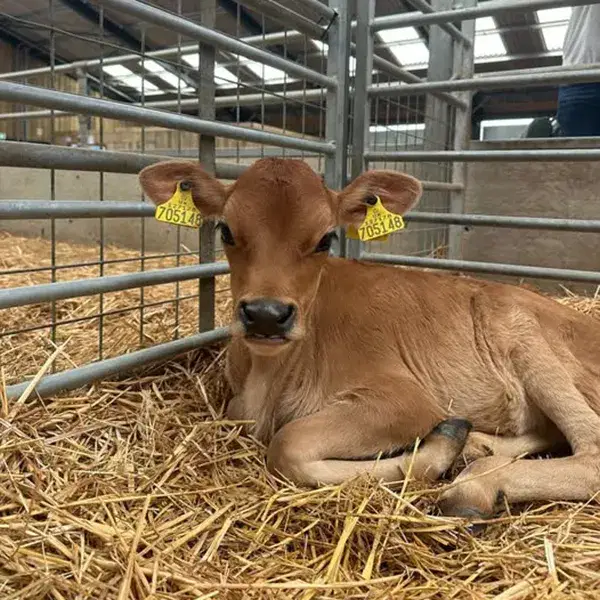 Calf Experience Pig Experience
