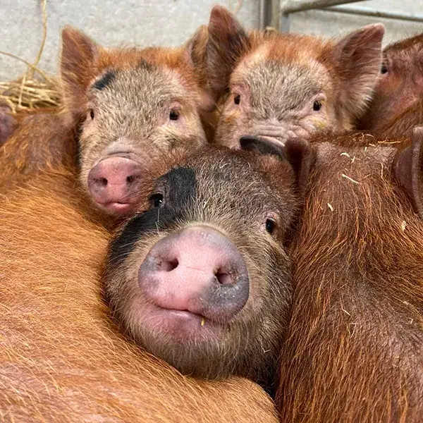 Pig Experience Pig Experience
