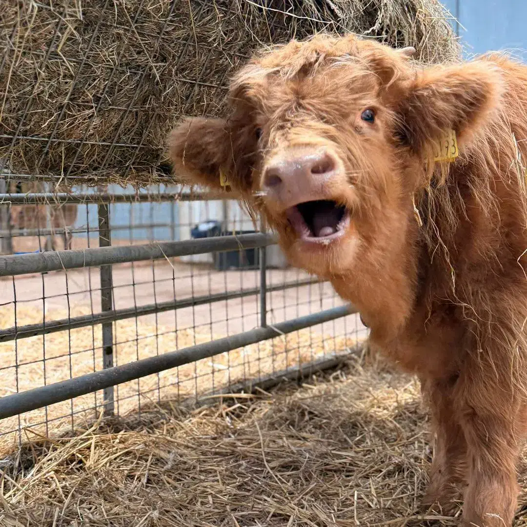 Baby Highland Monk Park Farm park in Yorkshire welcomes Schools and Groups